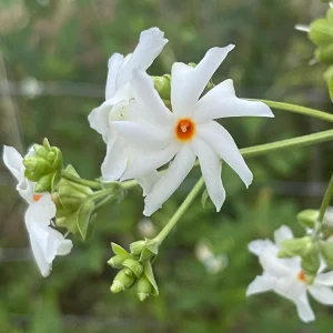 Parijat Live Plant – Night Flowering Jasmine Tree – Nyctanthes arbor-tristis – 4 inch Pot - Image 2