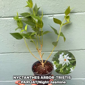 Parijat Live Plant – Night Flowering Jasmine Tree – Nyctanthes arbor-tristis – 4 inch Pot - Image 1