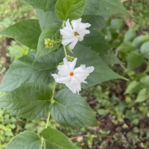 Parijat Live Plant – Night Flowering Jasmine Tree – Nyctanthes arbor-tristis – 4 inch Pot - Image 6