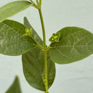 Parijat Live Plant – Night Flowering Jasmine Tree – Nyctanthes arbor-tristis – 4 inch Pot - Image 8