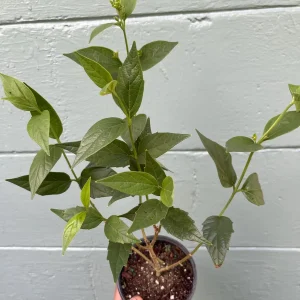 Parijat Live Plant – Night Flowering Jasmine Tree – Nyctanthes arbor-tristis – 4 inch Pot - Image 9