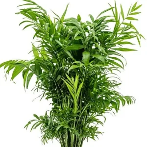 Parlor Palm Live Plant 3 inch Pot - Chamaedorea elegans - Indoor Houseplant - Image 1