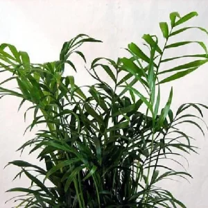 Parlor Palm Live Plant - Chamaedorea elegans - 2 Pack 2.5" Pot - Indoor - Image 2