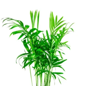 Parlor Palm Live Plant - Chamaedorea elegans 'Bella' - 4" Pot - Indoor & Easy Care - Image 2