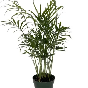 Parlor Palm Live Plant - Chamaedorea elegans 'Bella' - 4" Pot - Indoor & Easy Care - Image 1