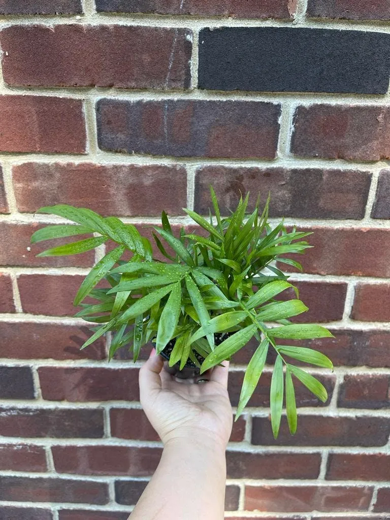Parlor Palm Live Plant Neanthe Bella 2-3 Inch Pot - Easy Care Low Light Indoor Houseplant - Image 3