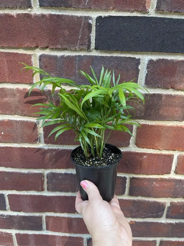Parlor Palm Live Plant Neanthe Bella 2-3 Inch Pot - Easy Care Low Light Indoor Houseplant - Image 1