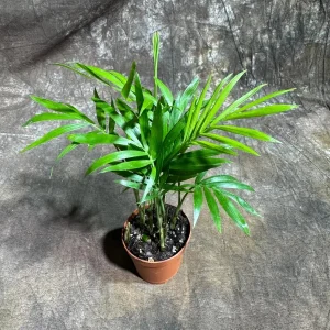 Parlor Palm Live Plant – Neanthe Bella Palm – 2 inch Nursery Pot – Easy Care Indoor Houseplant - Image 2