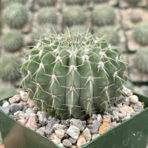 Parodia Buiningii Cactus Live Plant – Rare 4 inch Pot – Indoor - Image 2