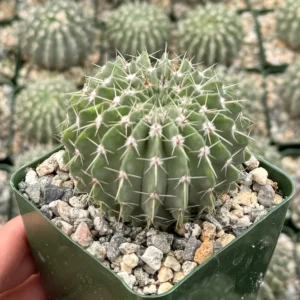 Parodia Buiningii Cactus Live Plant – Rare 4 inch Pot – Indoor - Image 3