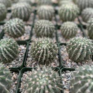 Parodia Buiningii Cactus Live Plant – Rare 4 inch Pot – Indoor - Image 4