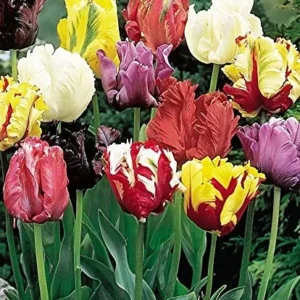 Parrot Mix Tulip Bulbs - Vibrant Feathered Tulips for Spring Garden, 18-22 in Tall - Image 2