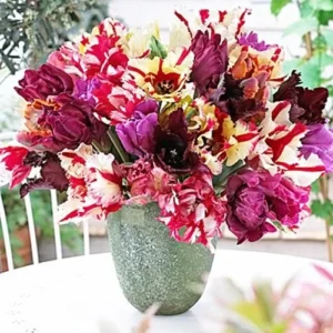 Parrot Mix Tulip Bulbs - Vibrant Feathered Tulips for Spring Garden, 18-22 in Tall - Image 3