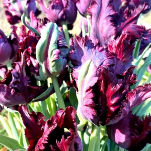 Parrot Tulip Bulbs 12 Pack - Exotic Black Beauty Flowers for Planting - Image 2
