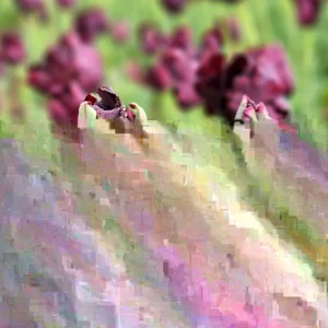 Parrot Tulip Bulbs 12 Pack - Exotic Black Beauty Flowers for Planting - Image 5