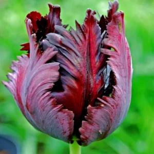 Parrot Tulip Bulbs 12 Pack - Exotic Black Beauty Flowers for Planting - Image 7