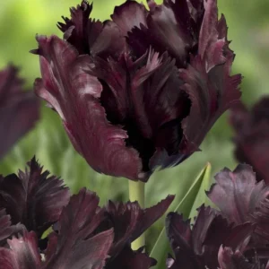 Parrot Tulip Bulbs 12 Pack - Exotic Black Beauty Flowers for Planting - Image 9
