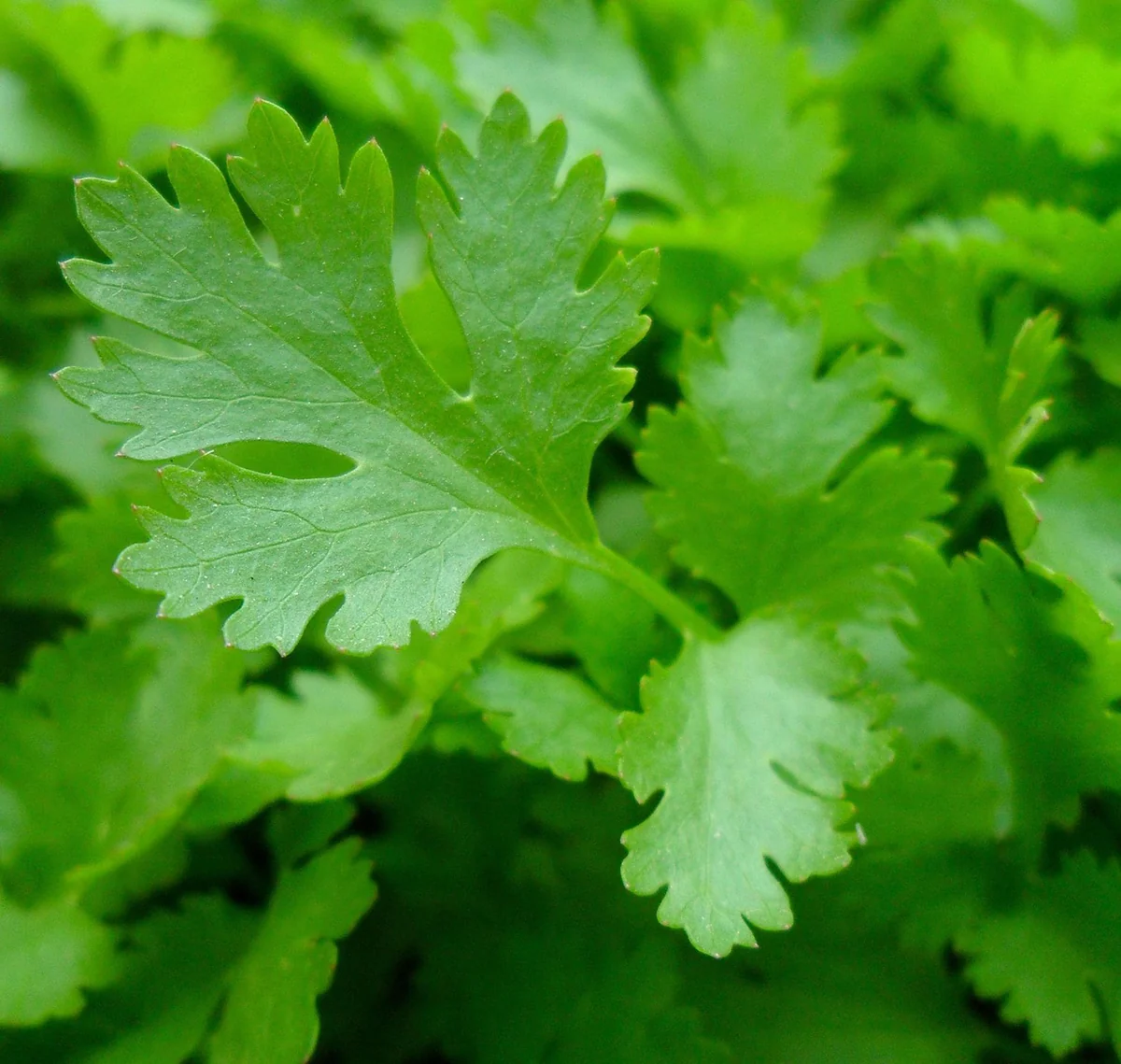 Parsley Live Herb Plant - 7" Height, Easy to Grow, Culinary Herb, Outdoor - Image 1