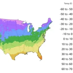 Parsnip Seeds Harris Early Model - 200+ Vegetable Garden Seeds for Culinary Use, Outdoor - Image 3
