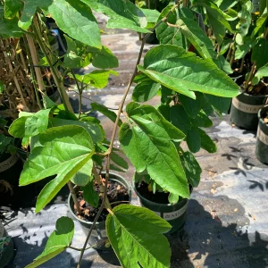 Passion Flower Crimson Vine Live Plant 6” Pot - Outdoor Climbing Plant - Image 2