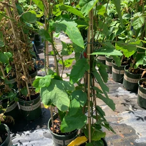 Passion Flower Crimson Vine Live Plant 6” Pot - Outdoor Climbing Plant - Image 3