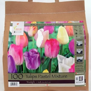 Pastel Mixture Tulip Bulbs - Triumph Tulips, 12/+ cm Bulbs, Mid-Spring Bloom - Image 2