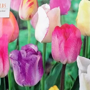 Pastel Mixture Tulip Bulbs - Triumph Tulips, 12/+ cm Bulbs, Mid-Spring Bloom - Image 1