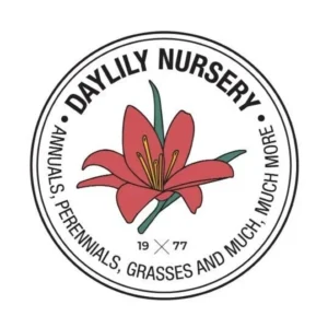 Pastel Pink Waxed Cherry Blossom Amaryllis Bulb - No Water, Easy Care, Bulb Size 34/38 - Image 3