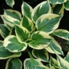 Patriot Hosta Bare Root Plant - Green & White Foliage, Hardy Perennial - Image 1