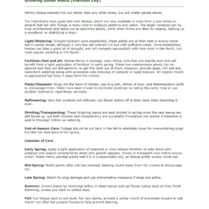 Patriot Hosta Bare Root Plant - Green & White Foliage, Hardy Perennial - Image 3