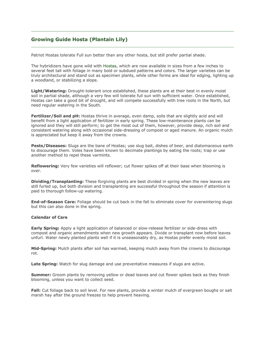 Patriot Hosta Bare Root Plant - Green & White Foliage, Hardy Perennial - Image 3