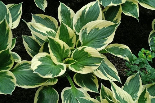 Patriot Hosta Bare Root Plant - Green & White Foliage, Hardy Perennial - Image 1