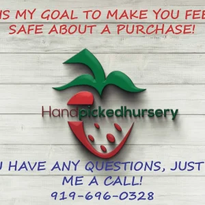 Patriot Northern Highbush Blueberry Live Plant - Bare Root, 10-12 Inches, 1 Quart - Image 3