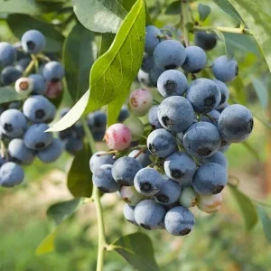 Patriot Northern Highbush Blueberry Live Plants - 5 Bare Root, 10-12 inch, 1 Quart Size - Image 1