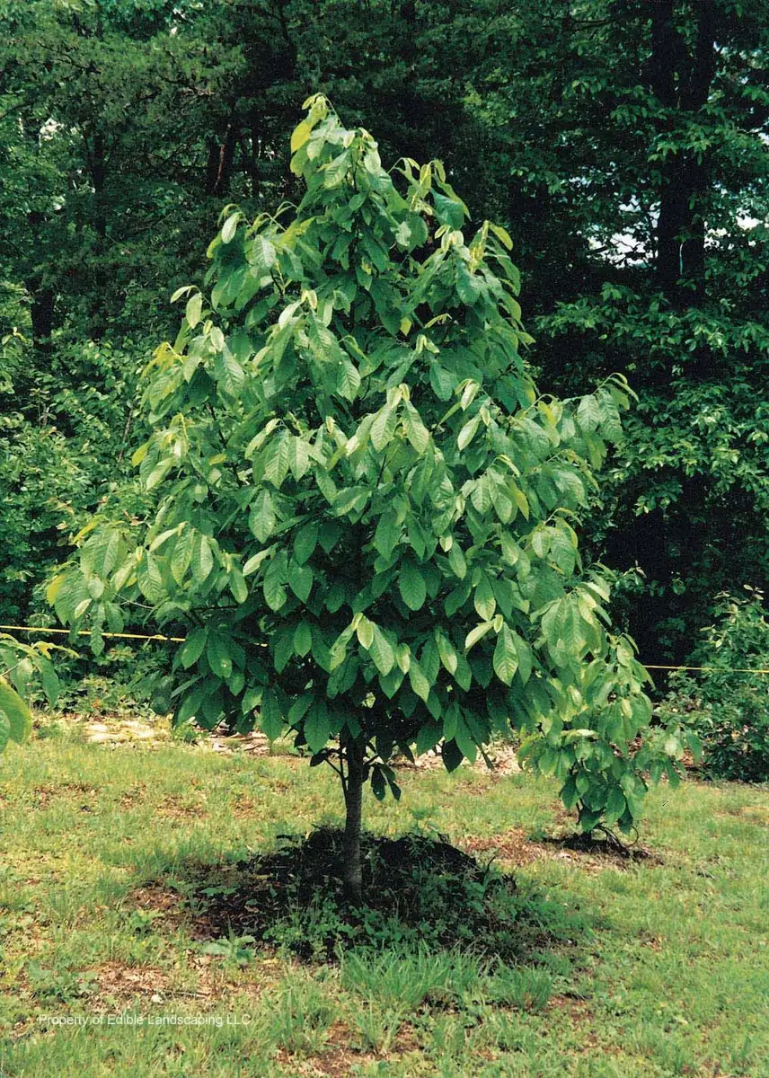 Paw Paw "Indian Banana" Bare Root Plants - 2 Pack, 1-2 ft Tall, Outdoor Fruit Tree - Image 2