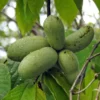 Paw Paw Live Plant - Native Asimina triloba Fruit Tree - 6-12 inch Tall - Image 1