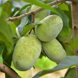 Paw Paw Live Plant - Native Asimina triloba Fruit Tree - 6-12 inch Tall - Image 2