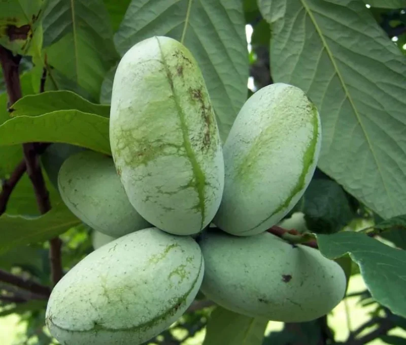 Paw Paw Live Plant - Native Fruit Tree (Asimina triloba) 6-12 inches