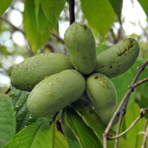 Paw Paw Live Plant - Native Asimina triloba Fruit Tree - 6-12 inch Tall - Image 1