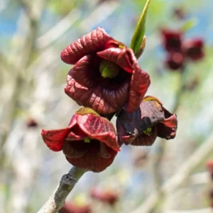 Paw Paw Live Plant - Native Asimina triloba Fruit Tree - 6-12 inch Tall - Image 5