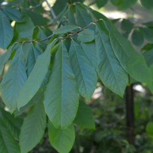 Paw Paw Live Plant - Native Asimina triloba Fruit Tree - 6-12 inch Tall - Image 6
