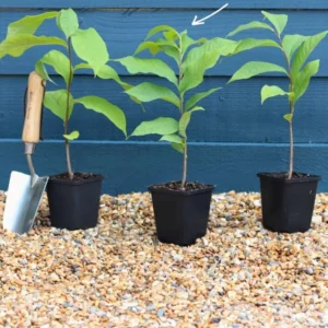 Paw Paw Live Plant - Native Asimina triloba Fruit Tree - 6-12 inch Tall - Image 8