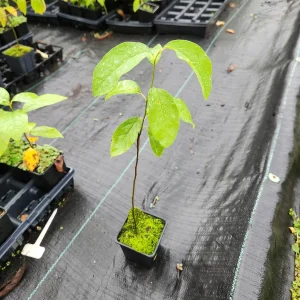Paw Paw Plant (Asimina Triloba) Live Plant - 4
