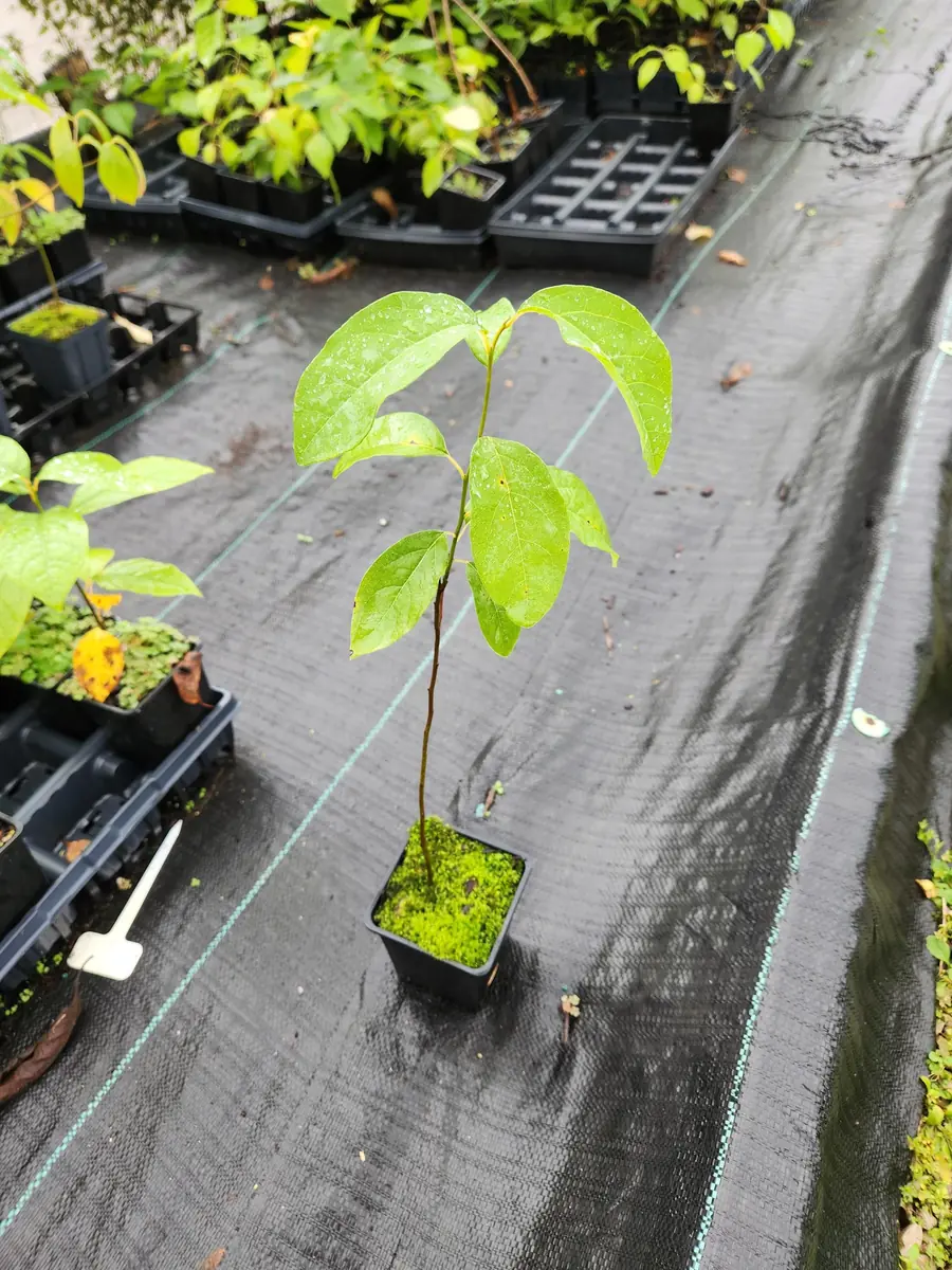 Paw Paw Plant (Asimina Triloba) Live Plant - 4" Container, 6-12" Tall - Image 2