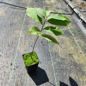 Paw Paw Plant (Asimina Triloba) Live Plant - 4