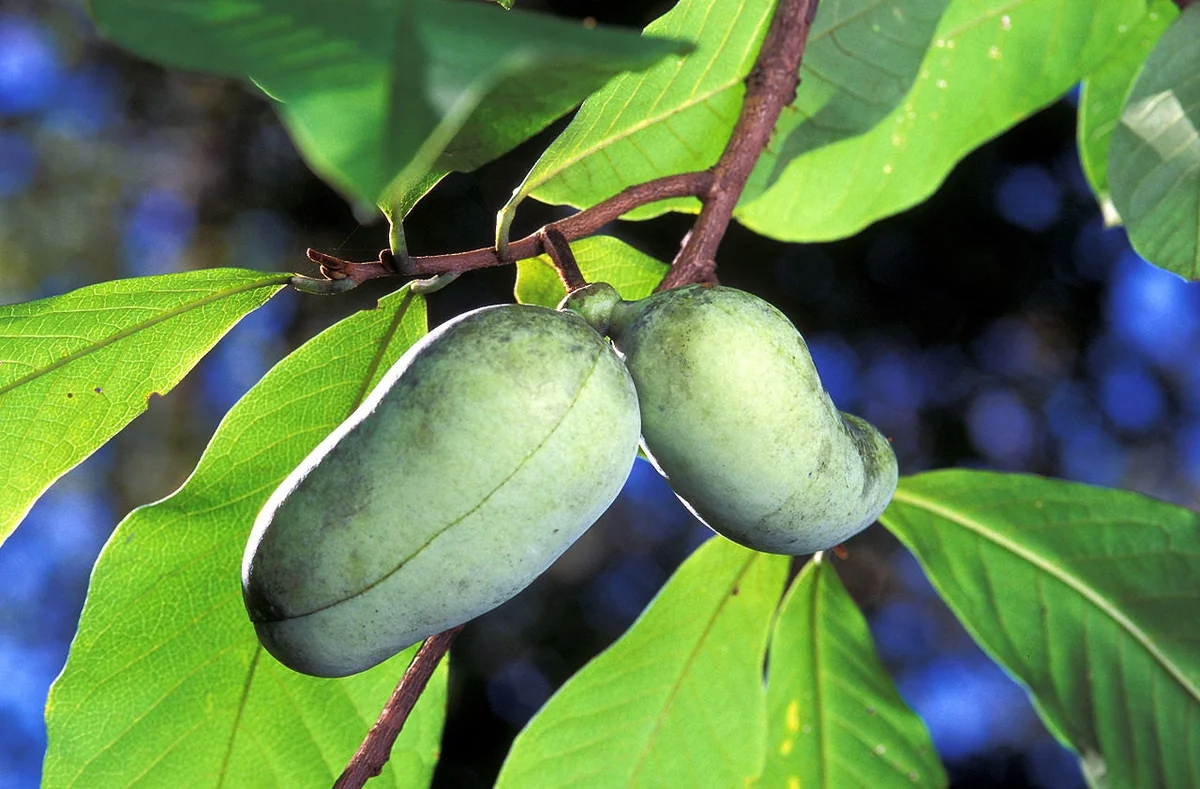 Paw Paw Plant (Asimina Triloba) Live Plant - 4" Container, 6-12" Tall - Image 1