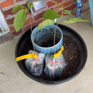 Paw Paw Tree Live Plant – Cold Hardy Fruit Tree Seedling 6-12 inches Tall in Quart Pot - Image 10