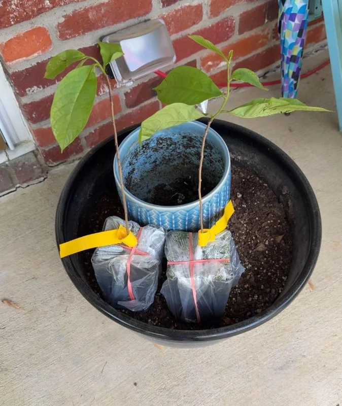 Paw Paw Tree Live Plant – Cold Hardy Fruit Tree Seedling 6-12 inches Tall in Quart Pot - Image 10