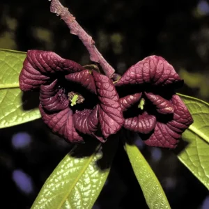 Paw Paw Tree Live Plant – Cold Hardy Fruit Tree Seedling 6-12 inches Tall in Quart Pot - Image 4