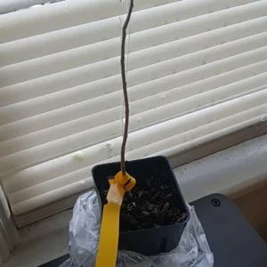 Paw Paw Tree Live Plant – Cold Hardy Fruit Tree Seedling 6-12 inches Tall in Quart Pot - Image 8